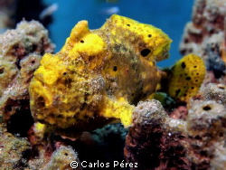 Colorful!! Froggie by Carlos Pérez 